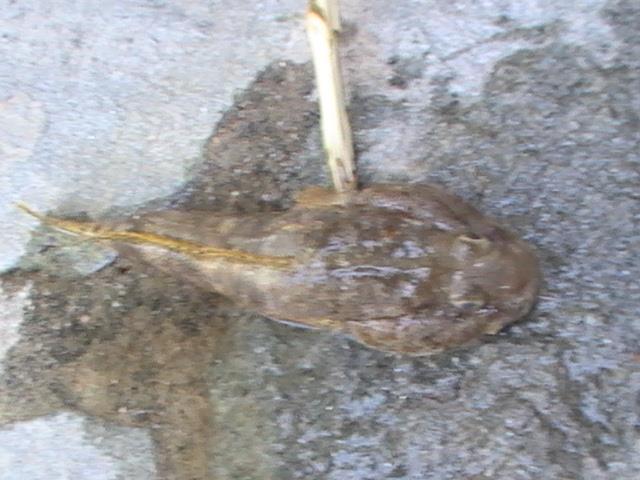 capturi grecia  - pic3482.JPG